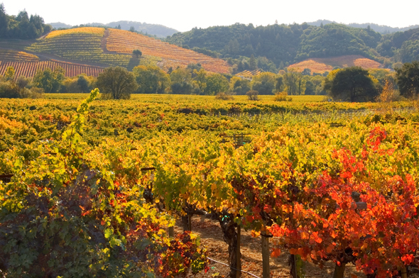 Autum vineyard